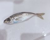 あじ 皮引き 捌き方 初心者さん向き作り方1写真