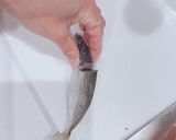 あじ 皮引き 捌き方 初心者さん向き作り方5写真