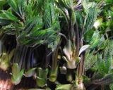 こしあぶらの酢味噌和え作り方1写真