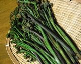 わらびのおひたし作り方1写真