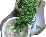 平成最後、三関せりメインの野菜鍋作り方1写真
