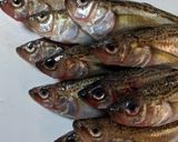 ハタハタの煮付け作り方1写真