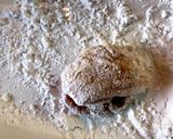 鶏もも肉のジューシー塩唐揚げ作り方3写真