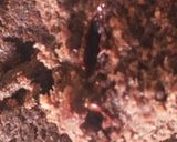 バレンタイン残チョコでおからブラウニー作り方7写真
