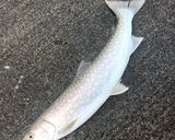 アメマスのフライ作り方1写真