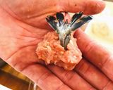 蒸し器不要*春の華やか海老シュウマイ作り方5写真