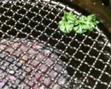 【オサレトッピング】焦がしパセリ作り方1写真