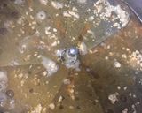 ♡新じゃがと大根のそぼろ餡煮♡作り方4写真