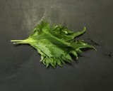 大葉風味のほうれん草のお浸し作り方5写真