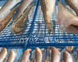 ハタハタ一夜干し(干物)作り方作り方5写真