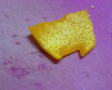 八朔のシフォンケーキ♪皮を入れて香り豊か作り方2写真