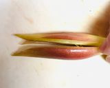 ミョウガ香る万能薬味作り方4写真