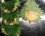 鶏つくねの大葉巻き☆味噌風味作り方3写真