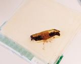 デザート春巻き作り方2写真