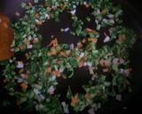 しらすと青菜の梅ちゃーはん作り方2写真