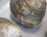 タッパーで時短簡単☆はまぐりの砂抜き作り方8写真