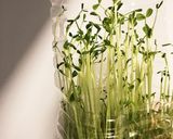 こんがり鶏の親子丼作り方3写真