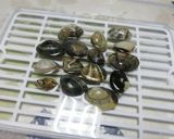 ◆旨味たっぷり♡あさりのペペロンチーノ♪作り方1写真