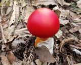 タマゴタケなど天然キノコの卵とじ作り方1写真