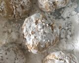 カリカリジューシー！唐揚げ屋さんの唐揚げ作り方8写真