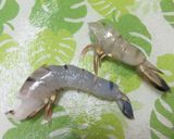 海老マヨ作り方5写真