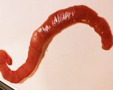 薔薇咲くトマトチキンパスタ作り方3写真