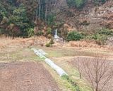 摘みたてクレソンのシャキシャキ☆サラダ♪作り方1写真
