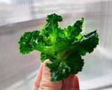 栄養たっぷりプチヴェールのガーリック炒め作り方2写真