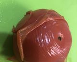 さわらのトマトパスタ(トマトから作る)作り方3写真