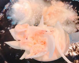 香ばしい！春✨桜えびと玉ねぎのかき揚げ作り方5写真