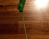 レンジで簡単◎ほうれん草の冷凍保存の方法作り方9写真