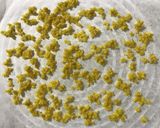 ミモザの花の砂糖漬け作り方4写真
