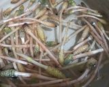 土筆入り中華スープ作り方1写真