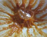 わけぎの茎蒸し焼き作り方7写真