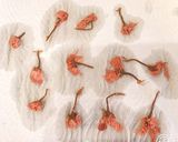 春の訪れ♡HMで簡単♡♡桜のせマフィン♡作り方2写真