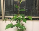 桜の葉の塩漬け作り方6写真
