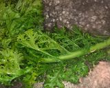 わさび菜の胡麻和え作り方1写真