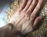 混ぜて焼くだけ！オートミールクッキー作り方4写真