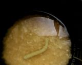 わさびめんつゆさくらご飯作り方2写真