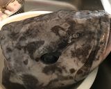 アブラボウズのアラ煮付け作り方4写真