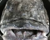 アブラボウズのアラ煮付け作り方5写真