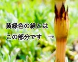 簡単なツクシの下処理作り方2写真