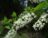 納豆にウワミズザクラの蕾の芽をトッピング作り方1写真