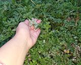 ヨモギのチジミ(節約)作り方1写真