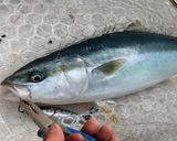 釣ったイナダで 生ハム作り方1写真