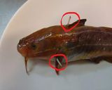 愛知の魚100選⁉　ゴンズイの蒲煮丼作り方4写真