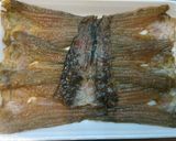 愛知の魚100選⁉　ゴンズイの蒲煮丼作り方2写真