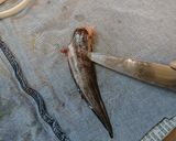 愛知の魚100選⁉　ゴンズイの蒲煮丼作り方9写真