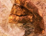 簡単^_^お刺身を山わさびで作り方2写真