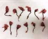 食パンで簡単に♪桜香るお饅頭作り方2写真